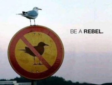 Rebel.jpg