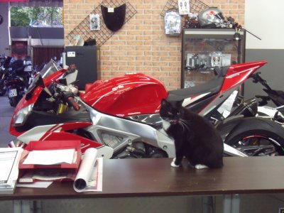 RSV Kater 006.JPG