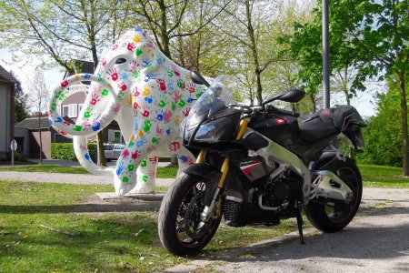 01 Weisser Elefant.JPG