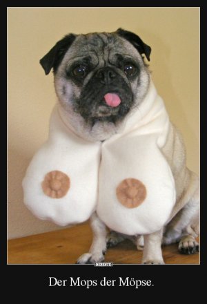 Möpse.jpg